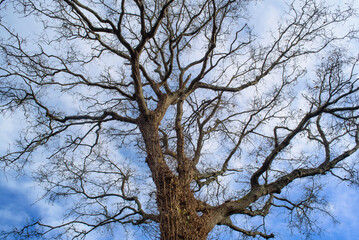 Roble gigante sin hojas en las ramas 
