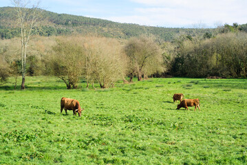 Vacas marrones pastando en pradera de hierba en Asturias