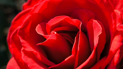 blooming red roses in the garden
