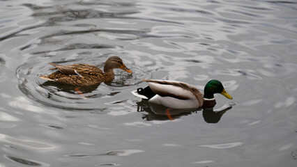 wild ducks swim in the lake