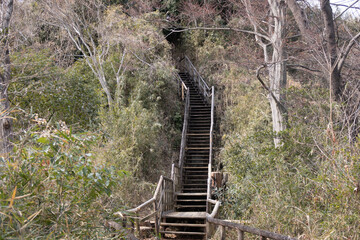 日本の森の中の階段