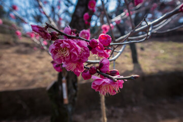 日本の2月の梅の紅梅の満開