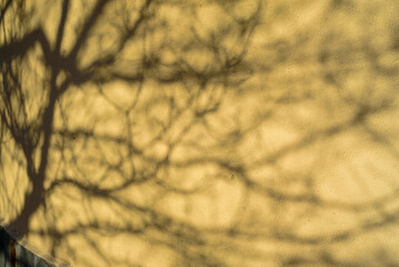 Sombras de árboles en pared exterior