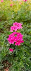 Obraz premium Flowers