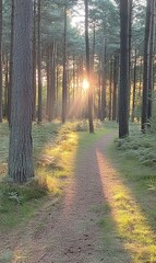 Obraz premium Sunset forest path with sunbeams, ideal for nature backgrounds