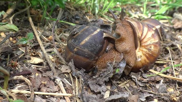 Three medium-sized grape snails with brown shells copulate in the forest floor in the summer close-up