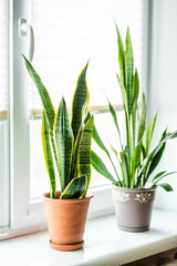 Sansevieria Tricolor Snake Plant indoors.Urban Jungle concept. Home plant.