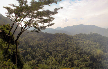 Lush tropical rainforest landscape with rolling green hills and a tree in the foreground.