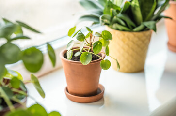 Chinese Money Plant in a pot. Pilea Peperomiodes on a window seal. Indoor plants concept.