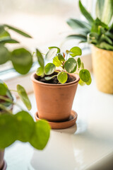 Chinese Money Plant in a pot. Pilea Peperomiodes on a window seal. Indoor plants concept.