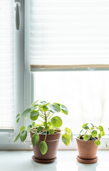 Chinese Money Plant in a pot. Pilea Peperomiodes on a window seal. Indoor plants concept.