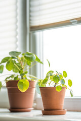 Chinese Money Plant in a pot. Pilea Peperomiodes on a window seal. Indoor plants concept.