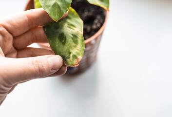 Ctenanthe plant disease. Marantha brown leaf closeup.