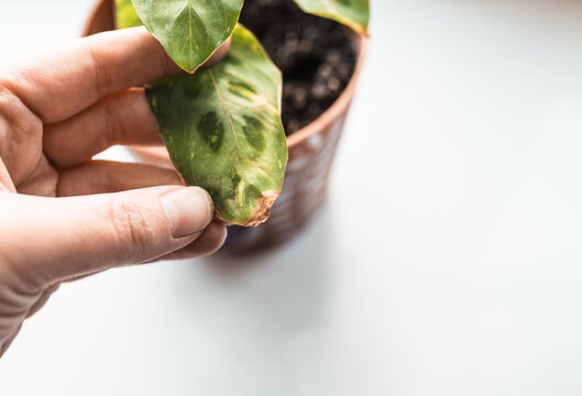 Ctenanthe plant disease. Marantha brown leaf closeup.