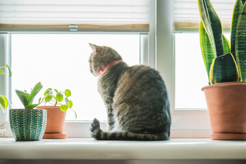 Cute cat lays on a window sill with home plants. Cat friendly and non toxic plants for pets concept.
