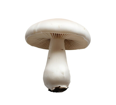 Agaricus bisporus  Fresh White Button Mushroom, Isolated PNG for Culinary & Organic Use