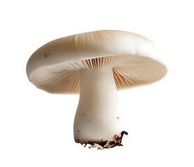 Fresh Agaricus bisporus White Button Mushroom – Isolated High-Quality PNG