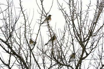 A flock of blackbirds perched on a branch of a mountain ash tree.