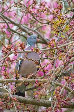 Pigeon discreetly perched in cherry blossom tree