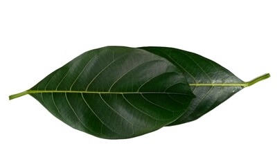 Jackfruit leaf isolated on white background