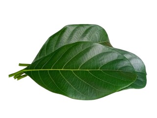 Jackfruit leaf isolated on white background