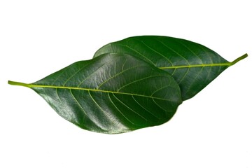 Jackfruit leaf isolated on white background