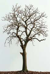 Fototapeta premium A bare, neglected, lonely tree, without leaves on an empty, pure white background