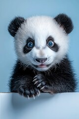 Fototapeta premium Adorable Giant Panda Cub Peeking Over a Box