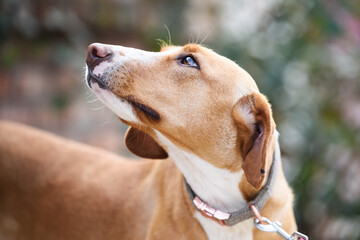 Scared yellow rescued dog on the pink leash on his first walk on the city street