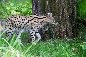 Serval in a clearing