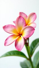 Naklejka premium Delicate frangipani flower on white background, tropical, floral arrangement