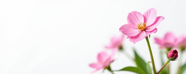 Delicate pink flowers against a clean white background, plant, nature, white