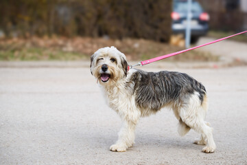 Beautiful shaggy rescued dog with black and white  long hair  on pink leash posing for a photo on the street during his regular walk