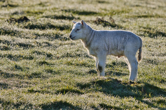 Back-lit lamb in the morning sun in dew-covered field