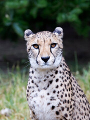 Cheetah in the glade