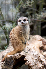 Meerkat in the wild