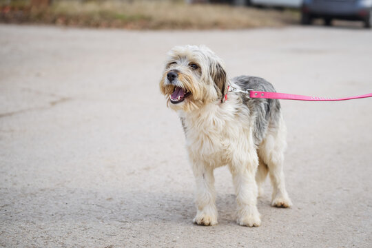 Beautiful shaggy rescued dog with black and white  long hair  on pink leash posing for a photo on the street during his regular walk
