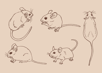 Set of mouse. Hand drawn vector illustration.