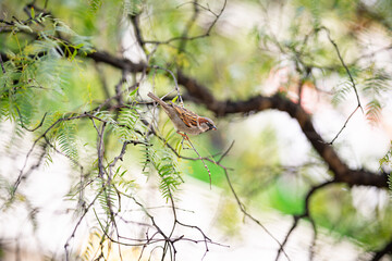 Close up of a song bird perching on a tree branch; the shot was taken atVictoria Harbour Promenade, Docklands, Melbourne, 