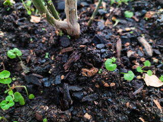 Closeup view of vibrant green seedlings sprouting from rich, dark soil.  The image showcases the...