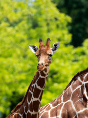 Giraffe in the wild