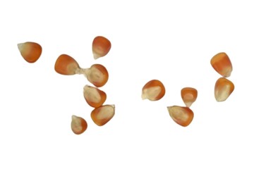 Corn seeds isolated on white background