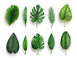 Abstract green leaf Tropical design in a unique shape illustration,  isolated on white background 
