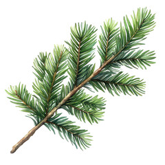 watercolor drawing of a evergreen fir tree branch isolated on transparent background