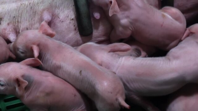 Sow lying in farrowing pen and feeding milk to piglets