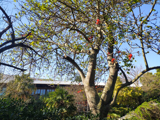 Stunning lowangle view of a tree with vibrant red blossoms against a clear blue sky.