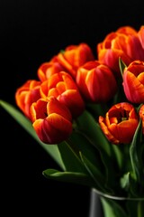 Fototapeta premium Vibrant Orange Tulips in a Dark Setting