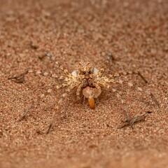 Camouflaged Spider on Sandy Ground