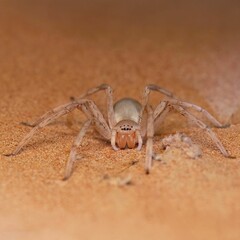 Sand-colored spider on desert surface