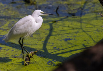 Intermediate egret (Ardea intermedia) bird in the forest.